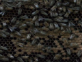 Apiculture Apiculture