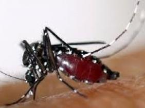 virus zika