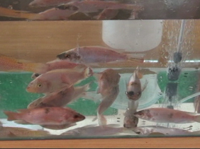 Aquaculture